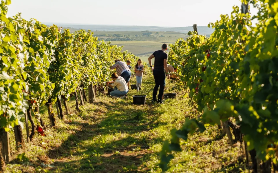 szureti-piknik-sikhegy